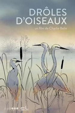 有趣的鳥