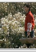 山菊