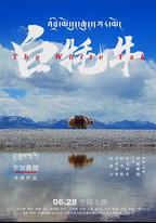 白氂牛