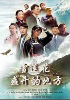 雪蓮花盛開的地方