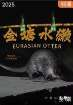 金塘水獺